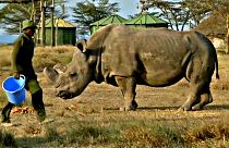 Morto in Kenya l'ultimo esemplare di rinoceronte bianco maschio