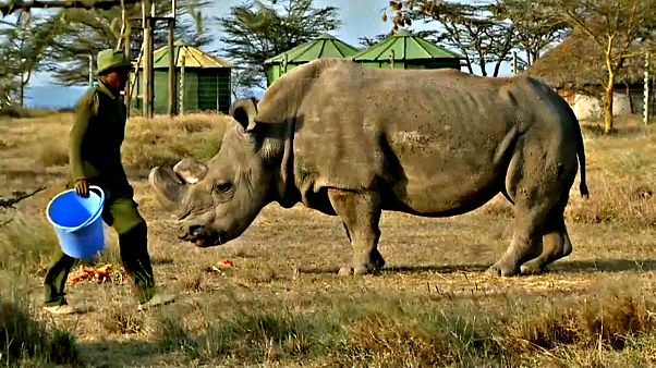 Morto in Kenya l'ultimo esemplare di rinoceronte bianco maschio Morto in Kenya l'ultimo esemplare di rinoceronte bianco maschio