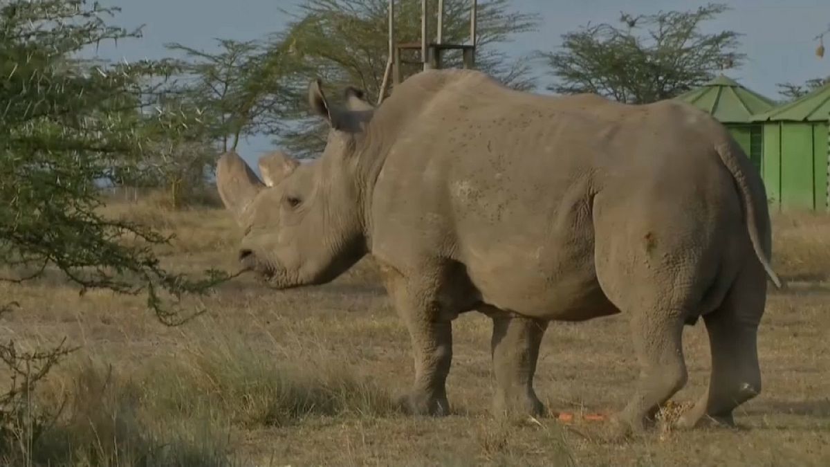 Adiós al último rinoceronte blanco