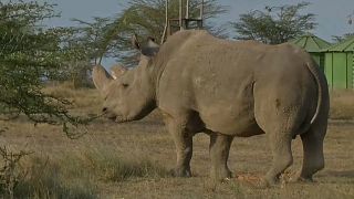 شاهد: نفوق آخر ذكور وحيد القرن الأبيض بكينيا