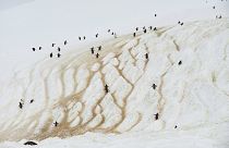 طيور البطريق تتسلق أحد جبال جزيرة دانكو، القارة القطبية الجنوبية 