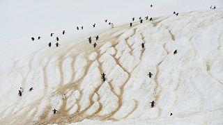 طيور البطريق تتسلق أحد جبال جزيرة دانكو، القارة القطبية الجنوبية