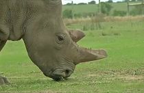 Sudan  elpusztult, de még születhetnek borjai