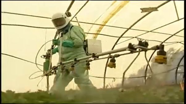 A világ vetőmagjainak negyedét uralhatja a Bayer A világ vetőmagjainak negyedét uralhatja a Bayer