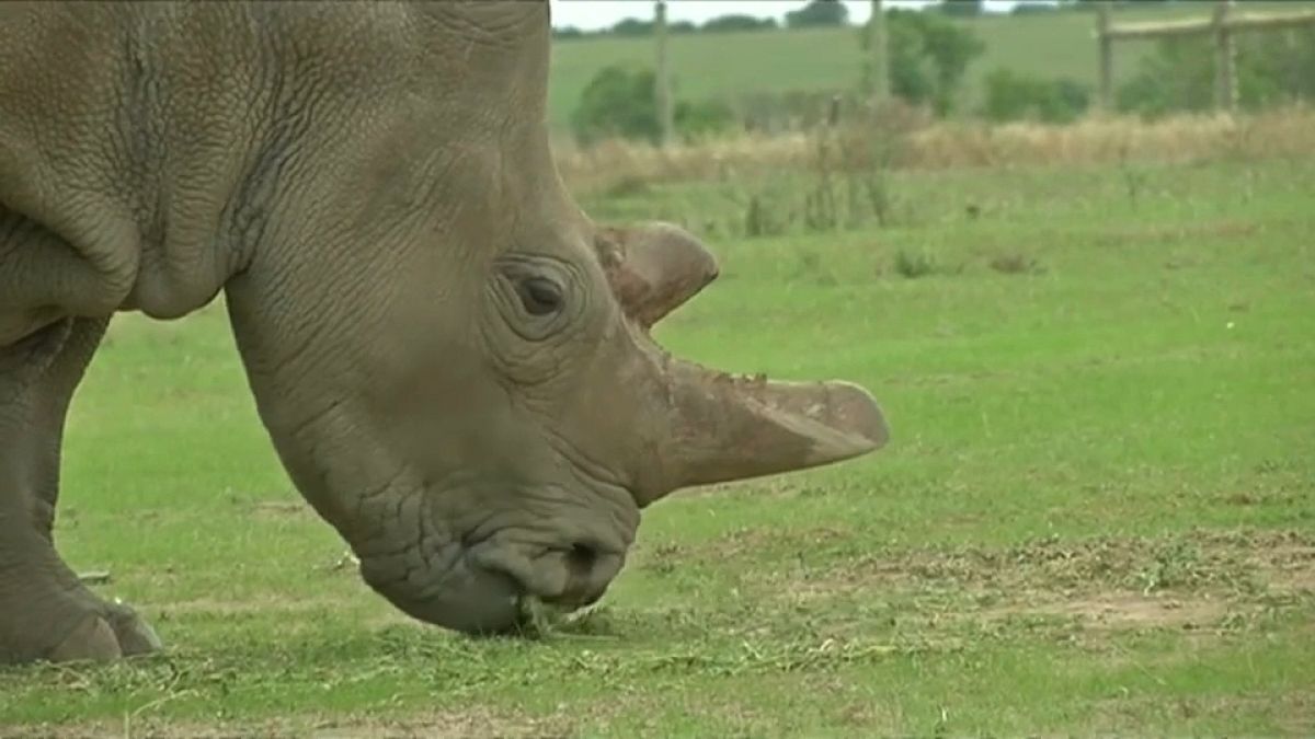 IVF for white rhinos