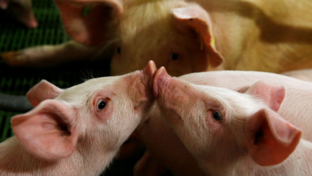 Denmark to protect its pigs by building fence on border with Germany