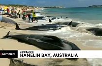 Avustralya'da 150 kısa yüzgeçli pilot balina karaya vurdu