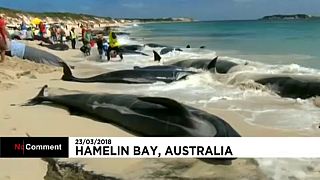 Avustralya'da 150 kısa yüzgeçli pilot balina karaya vurdu