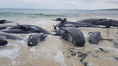 حدود ۱۵۰ نهنگ در ساحل استرالیا گرفتار شدند