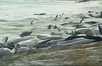 Tömeges delfinpusztulás Ausztráliában