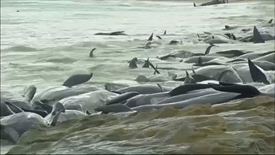 Tömeges delfinpusztulás Ausztráliában