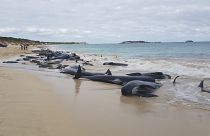 Le cimetière des baleines en Australie  