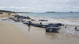 Le cimetière des baleines en Australie