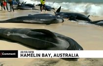150 Wale gestrandet