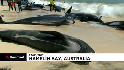 150 Wale gestrandet