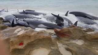 مشاهد صادمة لنفوق عشرات الحيتان بعد جنوحها إلى شاطئ في استراليا