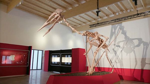 "Dracula" oder der "T-Rex der Lüfte" "Dracula" oder der "T-Rex der Lüfte"
