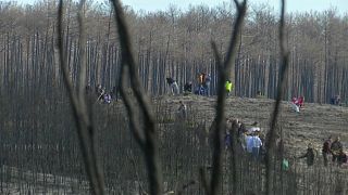 Hundreds of volunteers planting trees in Portugal