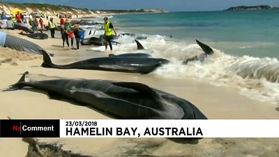 Échouage massif de dauphins-pilotes  sur les côtes australiennes