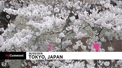 Japón se puebla de cerezos en flor