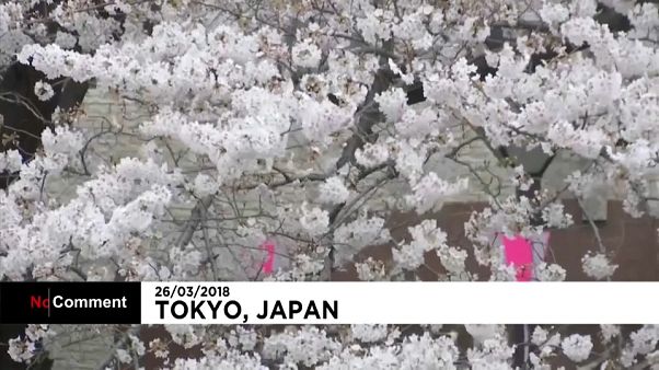 Japón se puebla de cerezos en flor Japón se puebla de cerezos en flor