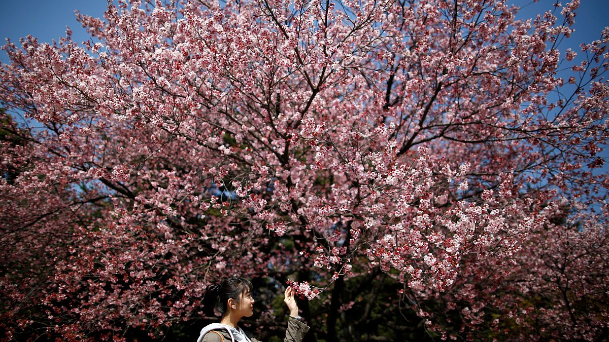 Virágzanak a cseresznyefák Japánban