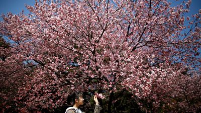 Virágzanak a cseresznyefák Japánban
