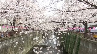 Crowds admire cherry blossoms in full bloom in Tokyo