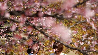 Kirschblütenpracht in Tokio