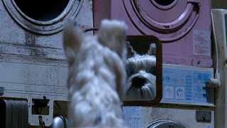 'Isle of Dogs': Kino – auf den Hund gekommen