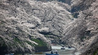 В Японии начался сезон цветения сакуры