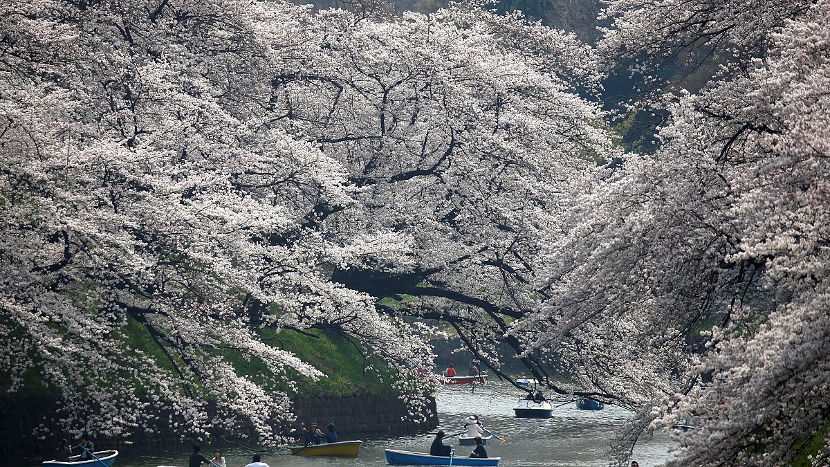 Ιαπωνία: Οι ανθισμένες κερασιές