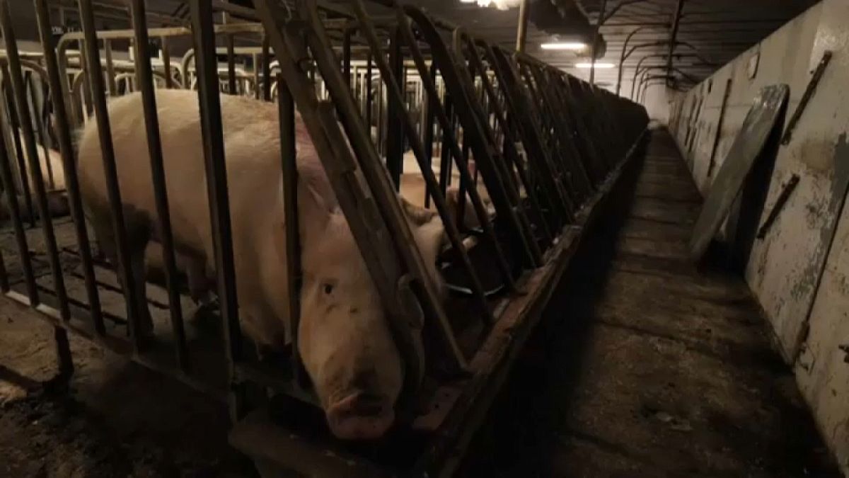 Allevamenti di maiali: guerra tra LAV e Consorzio del Prosciutto di Parma