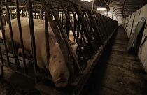 Allevamenti di maiali: guerra tra LAV e Consorzio del Prosciutto di Parma