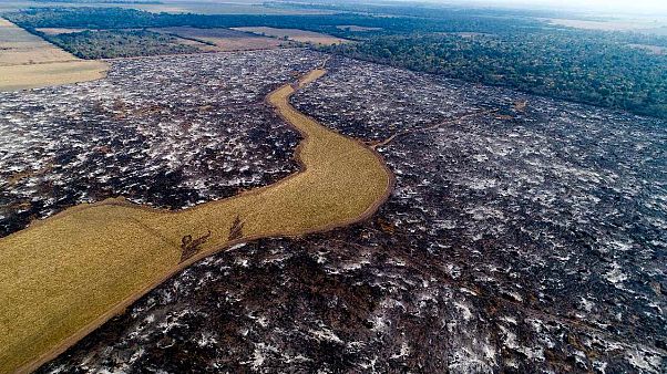 Argentinien: wälder weichen hier Sojafeldern Argentinien: wälder weichen hier Sojafeldern