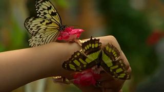 UK butterflies flutter