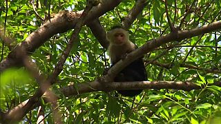 Un mono capuchino paraliza el tráfico en Ciudad de México