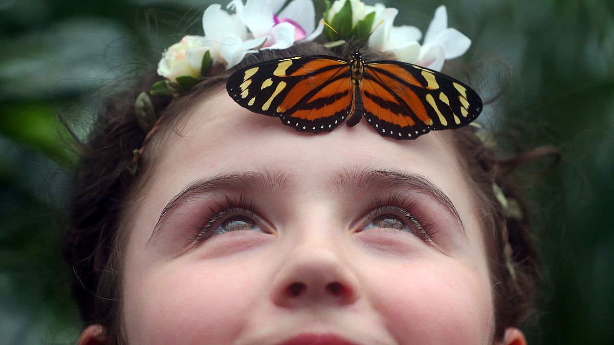 Ein Kind mit einem Schmetterling am Natural History Museum in London