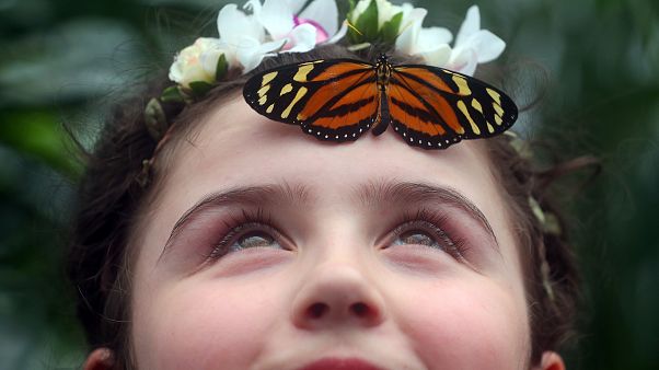 Ein Kind mit einem Schmetterling am Natural History Museum in London Ein Kind mit einem Schmetterling am Natural History Museum in London