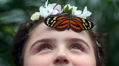۶۰ نوع پروانه از قاره آمریکا، آسیا و آفریقا مهمان موزه تاریخ طبیعی لندن