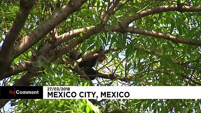 Mexico : un singe se fait la belle et déambule dans la ville