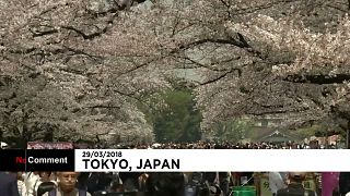شاهد: اليابانيون يحتفلون بموسم تفتح "أزهار الكرز"
