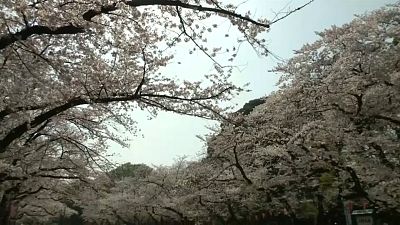Japan cherry plossom