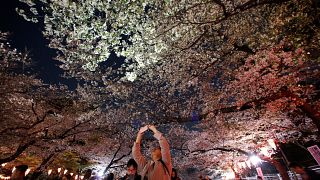 Ханами – праздник цветущих деревьев