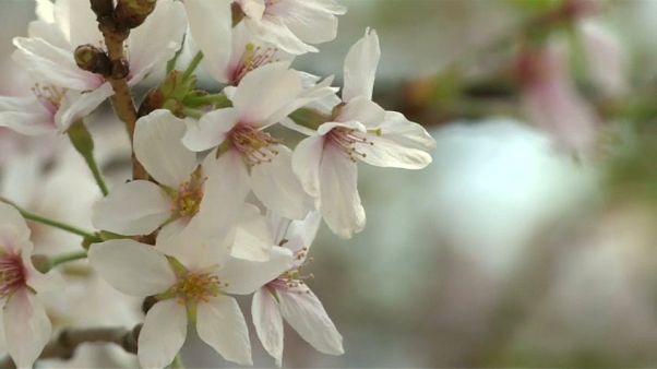 In Japan ist Kirschblüten-Saison In Japan ist Kirschblüten-Saison