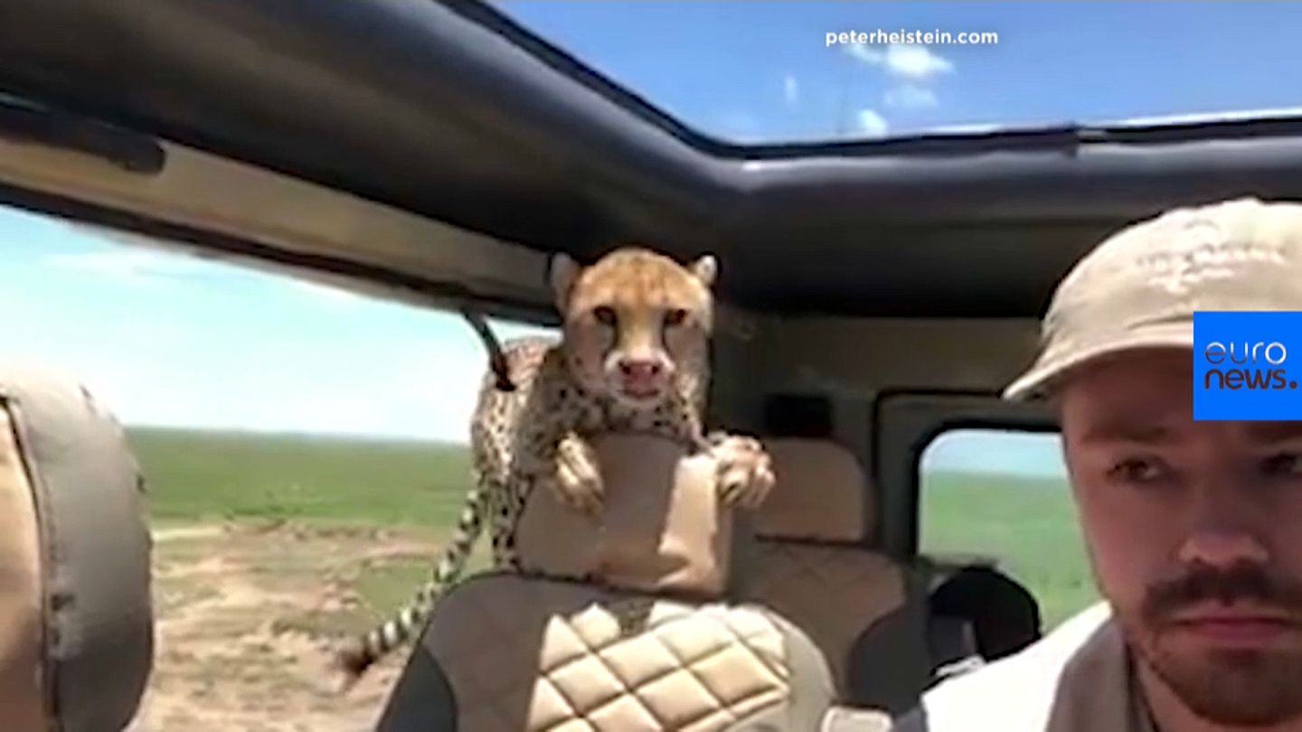 Watch: Wild cheetahs enter tourist's car on safari | Euronews