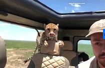 Watch: Wild cheetahs enter tourist's car on safari