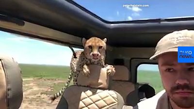 Watch: Wild cheetahs enter tourist's car on safari