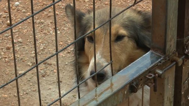 Streunende Tiere in Griechenland: Gesetzentwurf zurückgezogen Streunende Tiere in Griechenland: Gesetzentwurf zurückgezogen
