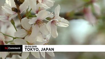 Japon : les cerisiers en fleurs accueillent le printemps